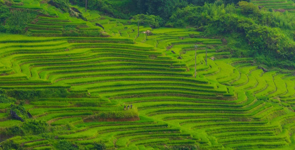 Kho gạo của Gạo Case